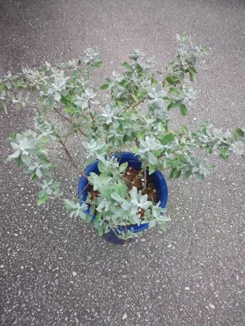 レウコフィルム 苗 株 花咲き 人気 観葉植物 山野草 沖縄グリーン の落札情報詳細 ヤフオク落札価格情報 オークフリー スマートフォン版