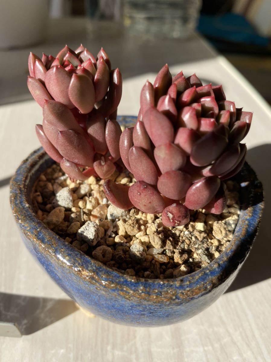 新品 多肉植物 エケベリア 根付き ピンクルビー の落札情報詳細 ヤフオク落札価格情報 オークフリー スマートフォン版