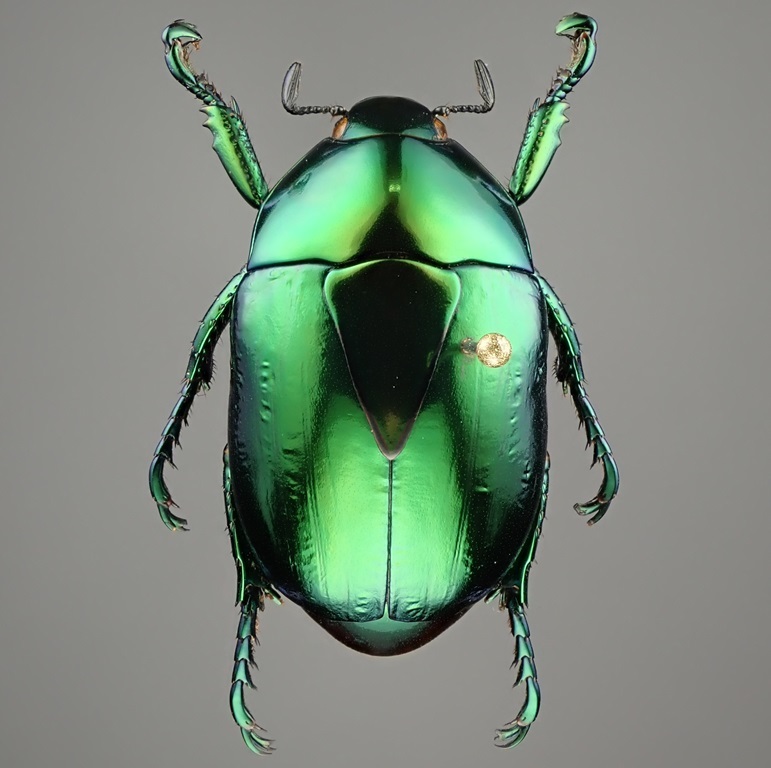 メキシコ産 ツヤカメノコブイブイ Macraspis lucida 24mm 緑色【標本