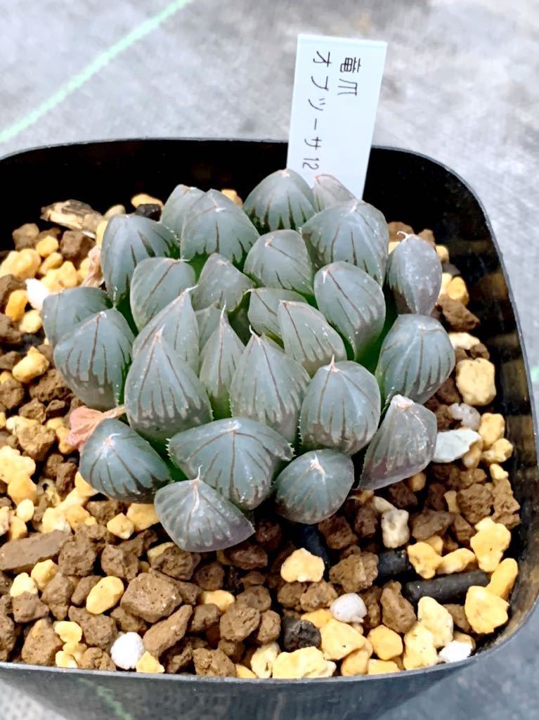 竜爪オブツーサ錦 糊斑 H1698 （多肉植物 ハオルチア 竜爪オブツーサ12 