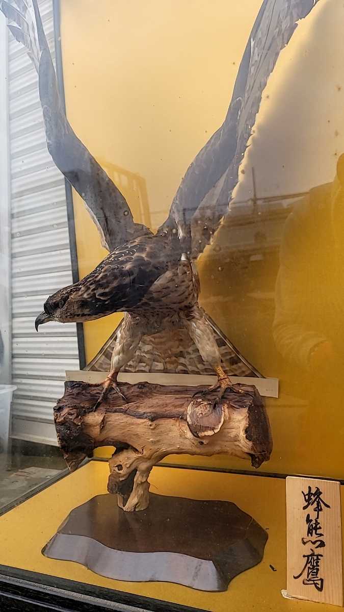 剥製 鷹 蜂熊鷹 翼を広げた鷹 ガラスケース付 化粧台付 鳥 台座