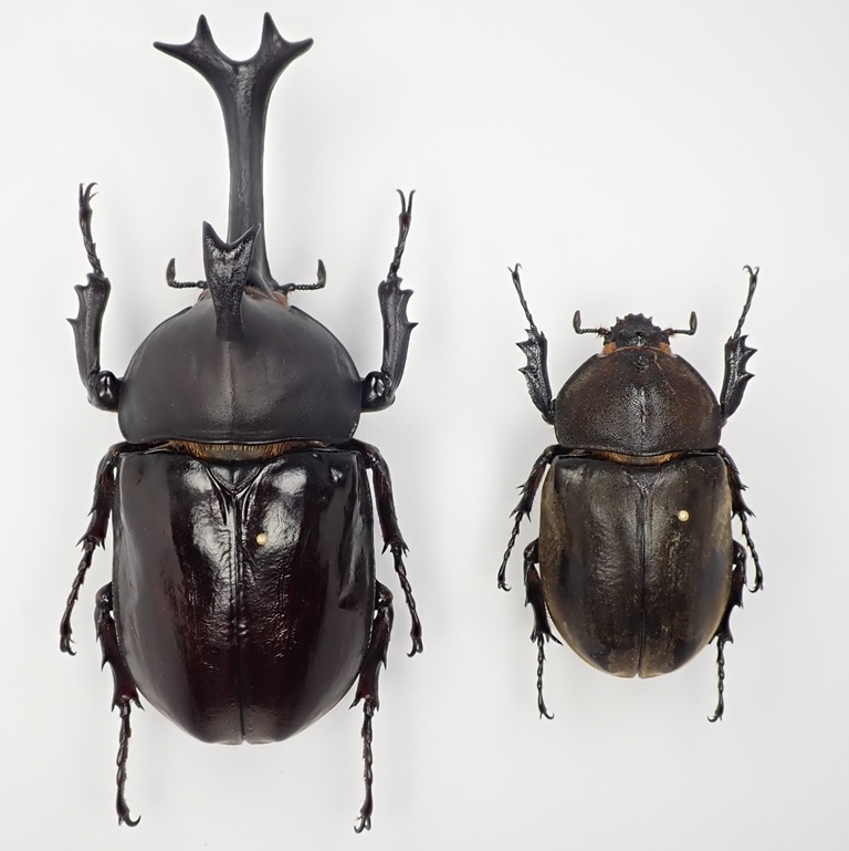 ラオス産 カブトムシ Trypoxylus dichotomus ♂ 86mm ペア【標本】の