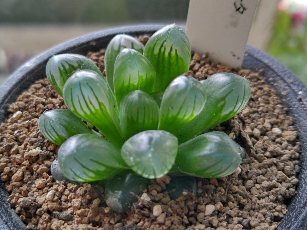 新品 ハオルチア オブツーサ トゥルンカータ Haworthia Obtusa Truncata 軟葉系 03 同梱可 第四種郵便可 の落札情報詳細 ヤフオク落札価格情報 オークフリー スマートフォン版