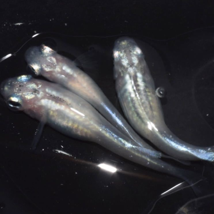 Hitomi 1ペア＋メス1匹 031522☆ めだか・メダカ【日本改良めだか