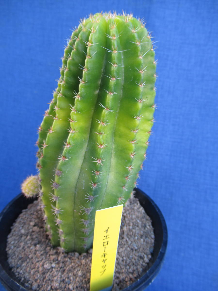 新品 サボテン多肉植物 花サボテン イエローキャップ の落札情報詳細 ヤフオク落札価格情報 オークフリー スマートフォン版