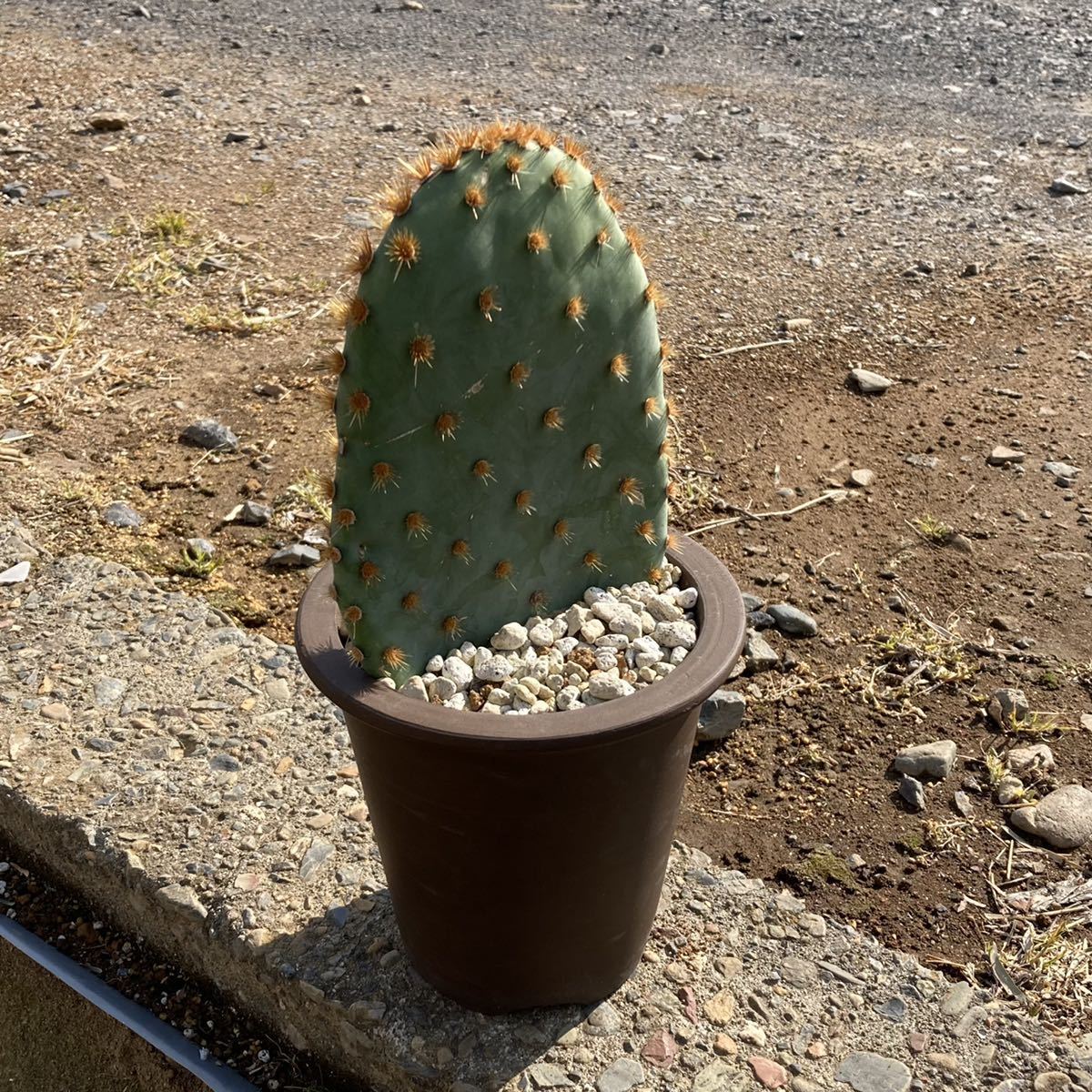 新品】σ オプンチア エンゲルマンニー (茜団扇) 5号 Opuntia