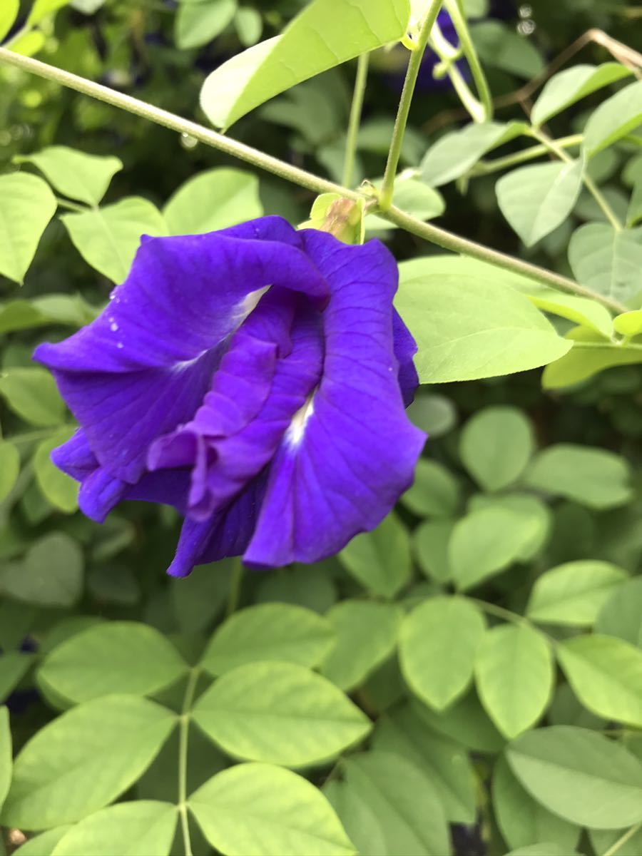 新品 沖縄産無農薬栽培 八重咲きバタフライピー 蝶豆 の種30粒以上 の落札情報詳細 ヤフオク落札価格情報 オークフリー スマートフォン版