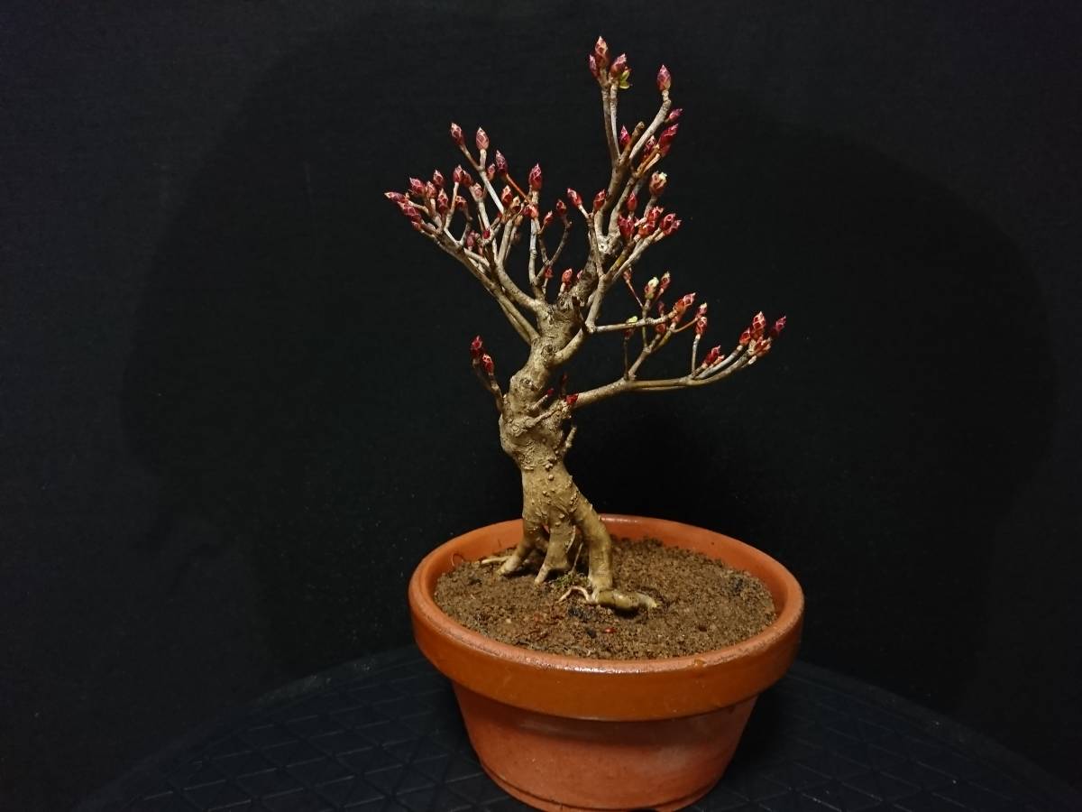 新品 ビャクシン 九十九燈台躑躅 ツクモドウダンツツジ 小品盆栽 ミニ盆栽 つつじ盆栽 優良素材 No１３２ ８ の落札情報詳細 ヤフオク落札価格情報 オークフリー スマートフォン版