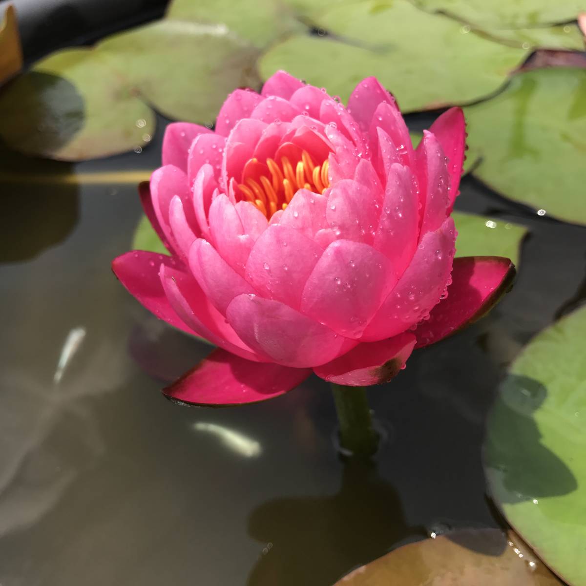 新品 温帯スイレン サイアムニンフ 3個セット 睡蓮 すいれん めだか ビオトープ の落札情報詳細 ヤフオク落札価格情報 オークフリー スマートフォン版