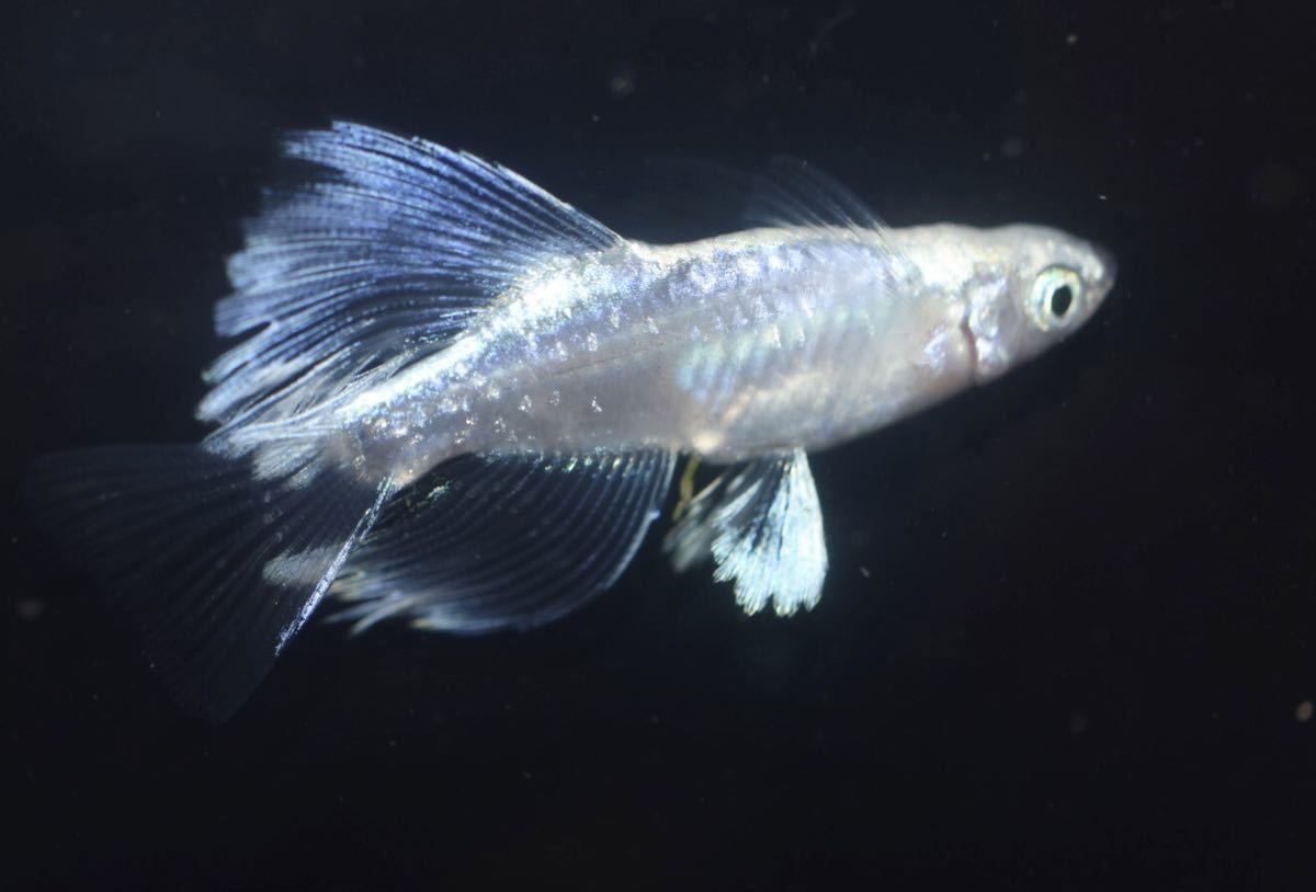 改良メダカ4尾＋1(プラチナブルージェイリアルロングフィン幼魚)