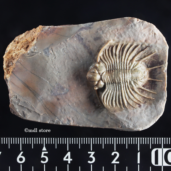 モロッコjorf産 新種の三葉虫 化石 /アンモナイト 恐竜 【公式通販】