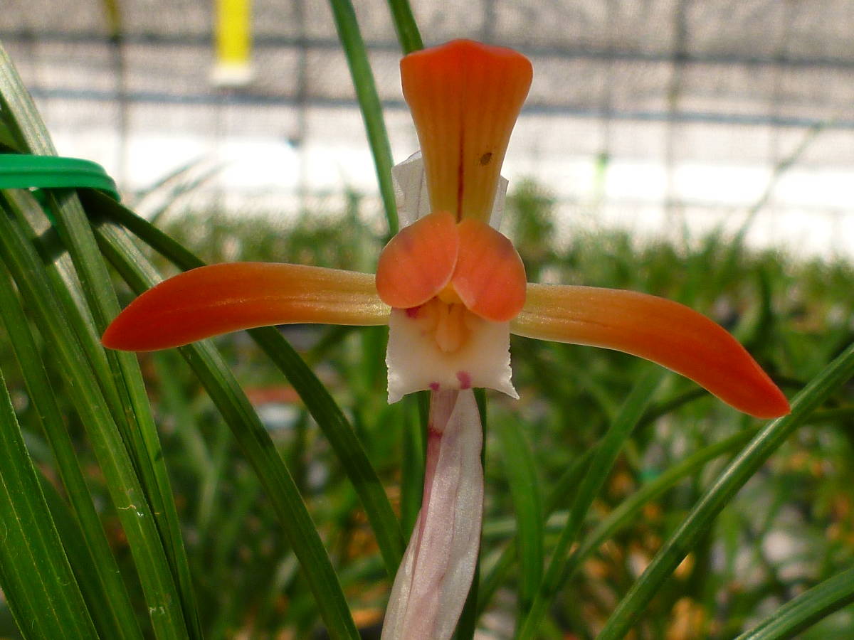 ☆日本春蘭　愛知県三河産・紅花　（８３）３月１３日　１花　開花　６篠立ち　山野草　錦蘭　寒蘭☆ ☆日本春蘭 愛知県三河産・濃紅花 （５３）３月１１日 １花