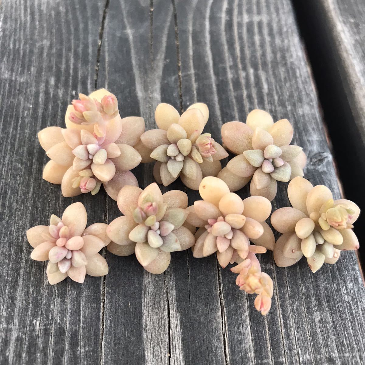姫秋麗 カット苗7個多肉植物姫秀麗 の落札情報詳細 ヤフオク落札価格情報 オークフリー スマートフォン版
