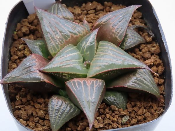 多肉植物　ハオルチア　バディア　デーライト　