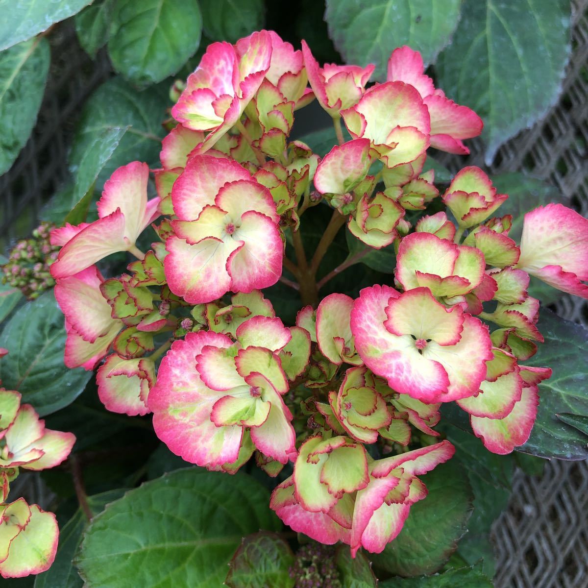 開花始まりました 創作アジサイ アンティークジュエル ロッソヴェルデ 4号サイズ 正規ラベル付き の落札情報詳細 ヤフオク落札価格情報 オークフリー スマートフォン版