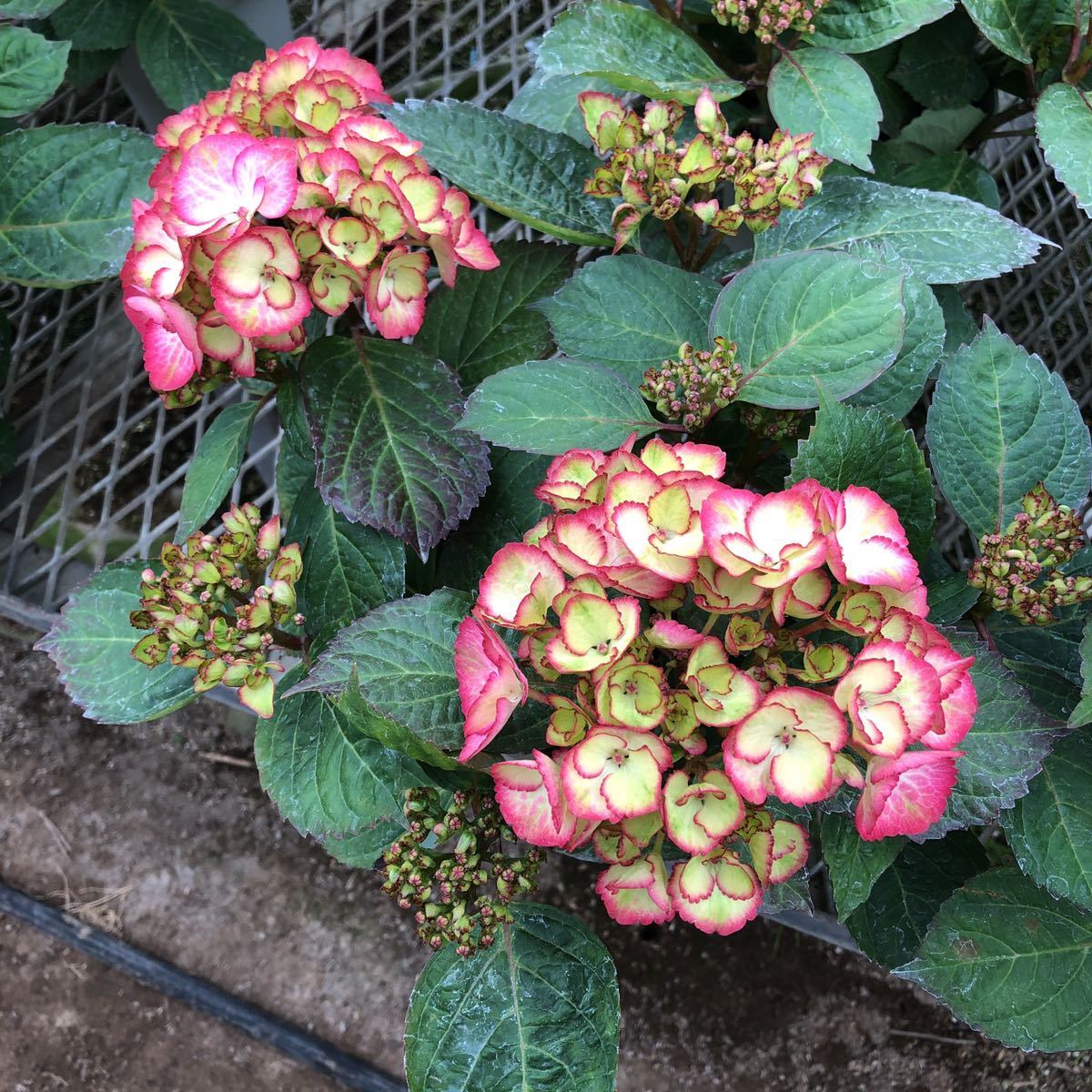 開花始まりました 創作アジサイ アンティークジュエル ロッソヴェルデ 4号サイズ 正規ラベル付き の落札情報詳細 ヤフオク落札価格情報 オークフリー スマートフォン版