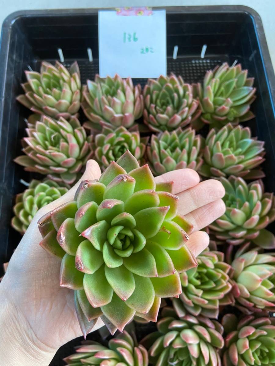 韓国多肉植物 韓国苗 エケベリア Echeveria 13-660モーニング