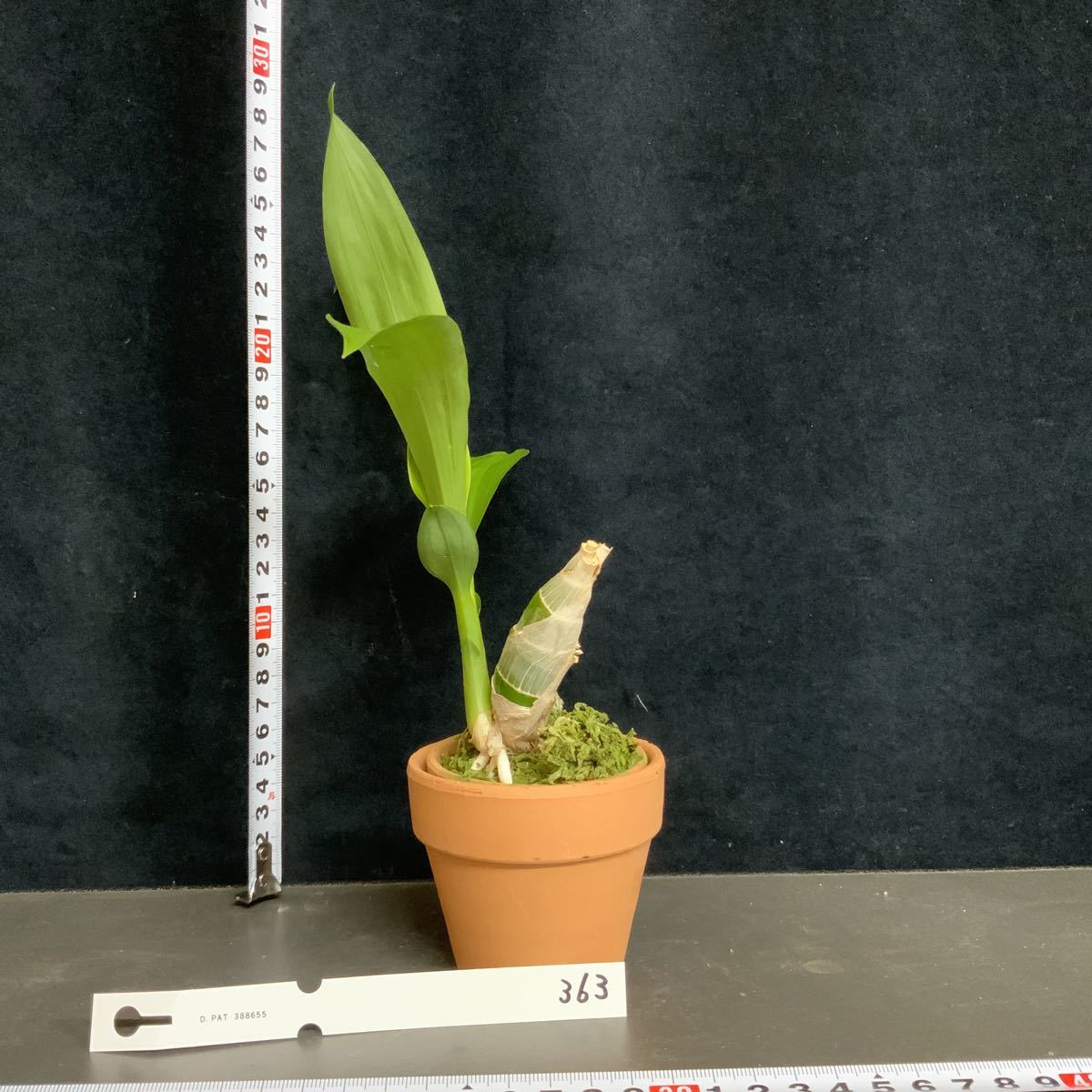 新品 洋蘭 たけのこラン 363 Monn Millennium Magic Witchcraft Fcc Aos 黒い花 の落札情報詳細 ヤフオク落札価格情報 オークフリー スマートフォン版