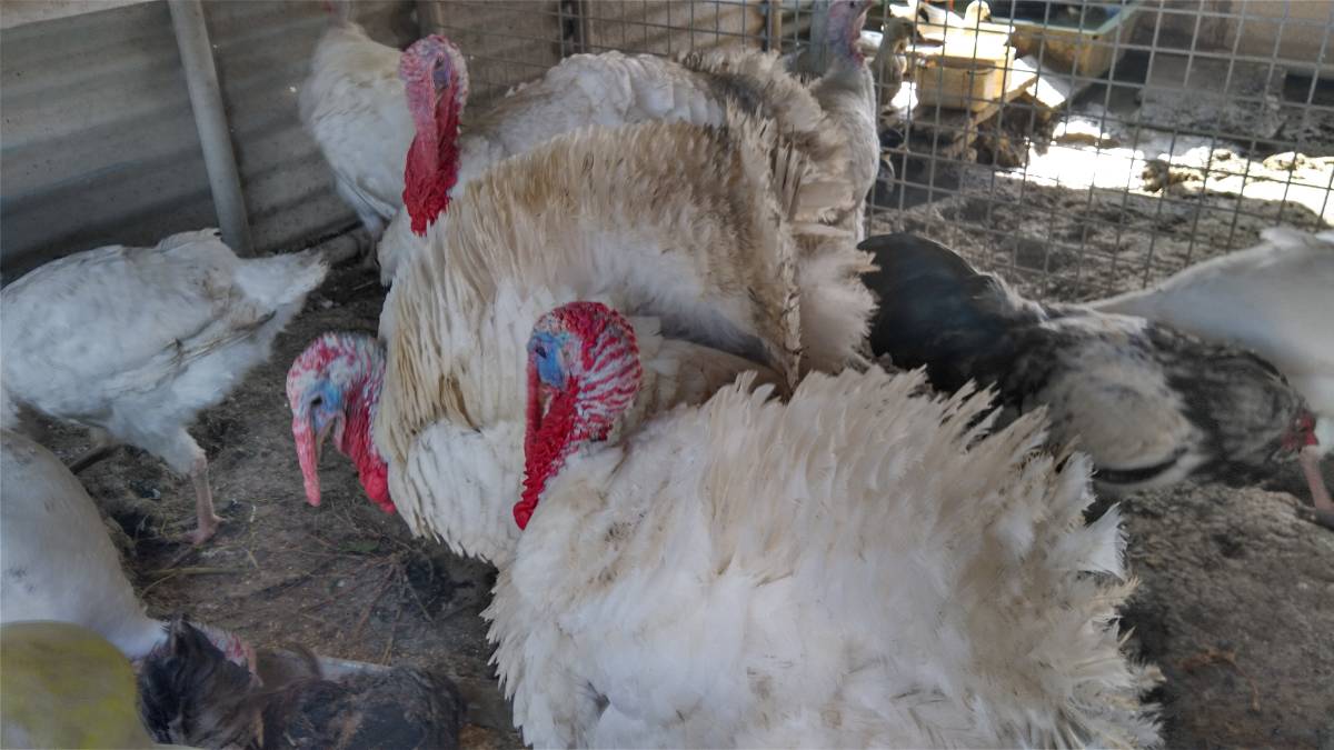 新品 白七面鳥 有精卵 種卵 8個 の落札情報詳細 ヤフオク落札価格情報 オークフリー スマートフォン版