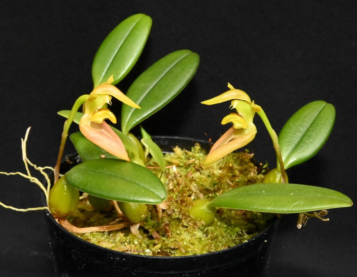北軽ガーデン】＊熱帯植物＊洋ラン原種＊BUlb.claptonense fma.album
