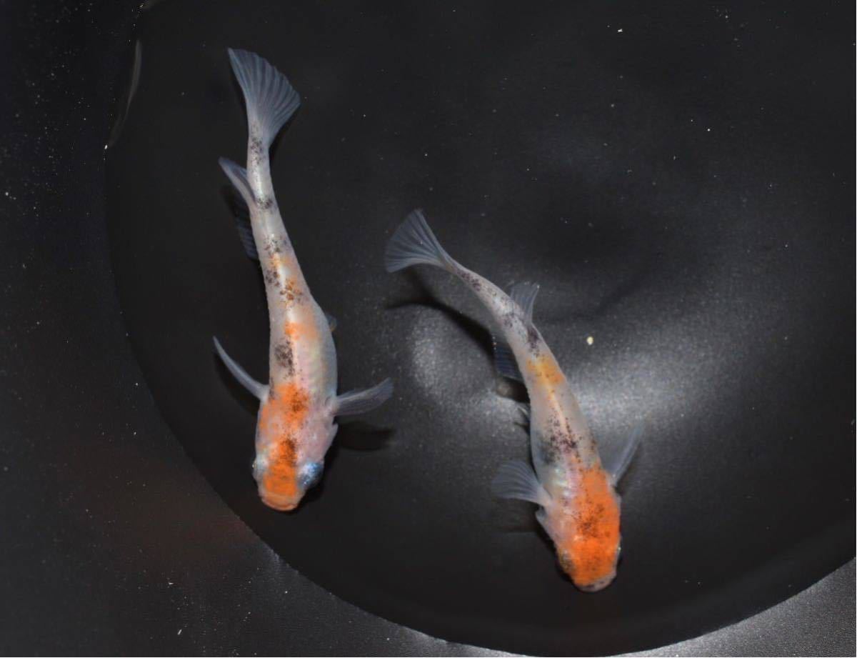 桜錦1ペア あんずめだか 非透明鱗三色 の落札情報詳細 ヤフオク落札価格情報 オークフリー スマートフォン版