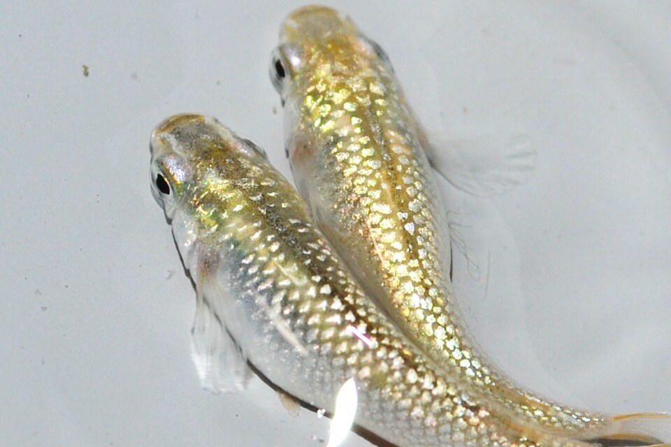 新品 １円 超レア 可愛い シルバースター めだか卵12個 の落札情報詳細 ヤフオク落札価格情報 オークフリー スマートフォン版