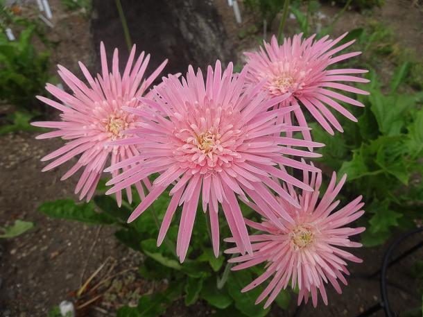 原種ガーベラ ピンク八重