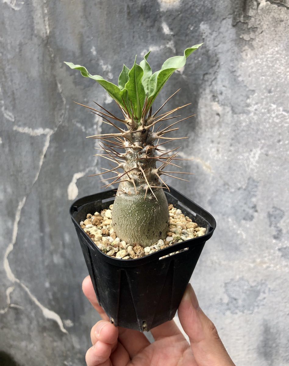 パキポディウム アンボンゲンセ 白肌株 実生 特選極美株 Yahoo