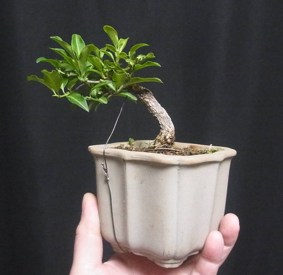 マユミ 真弓 ミニ盆栽 樹高9cm 古木 懸崖 古色肌 持ち込み品 の落札情報詳細 ヤフオク落札価格情報 オークフリー スマートフォン版