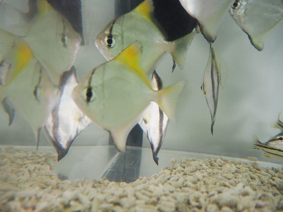 モノダクティルスアーゼンチウス ヒメツバメウオ 2104 の落札情報詳細 ヤフオク落札価格情報 オークフリー スマートフォン版