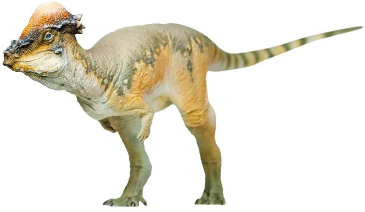 新品 Pnso 成長シリーズ パキケファロサウルス 恐竜 動物 フィギュア プラモデル おもちゃ 模型 Pvc 恐竜好き 誕生日 プレゼント 17 8cm級 の落札情報詳細 ヤフオク落札価格情報 オークフリー スマートフォン版