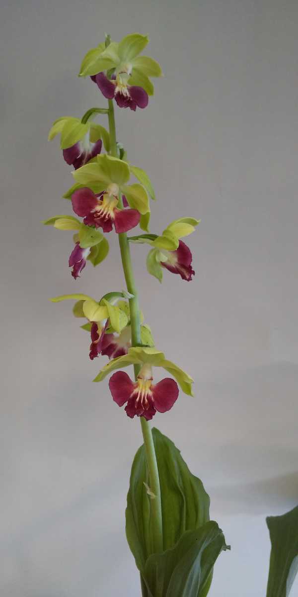 新品 えびね蘭 58 登録品 翠蝶 花付き エビネ 寒蘭 の落札情報詳細 ヤフオク落札価格情報 オークフリー スマートフォン版