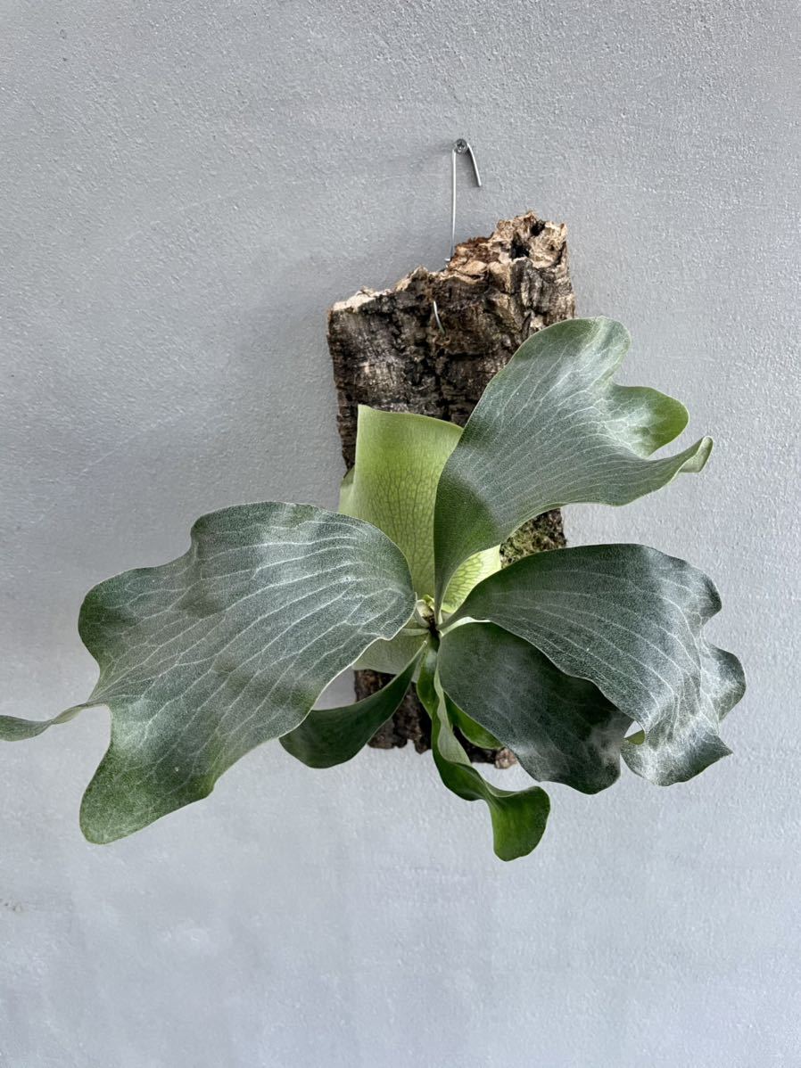 P.Hillii Raijinライジンヒリービカクシダ コウモリランコルク