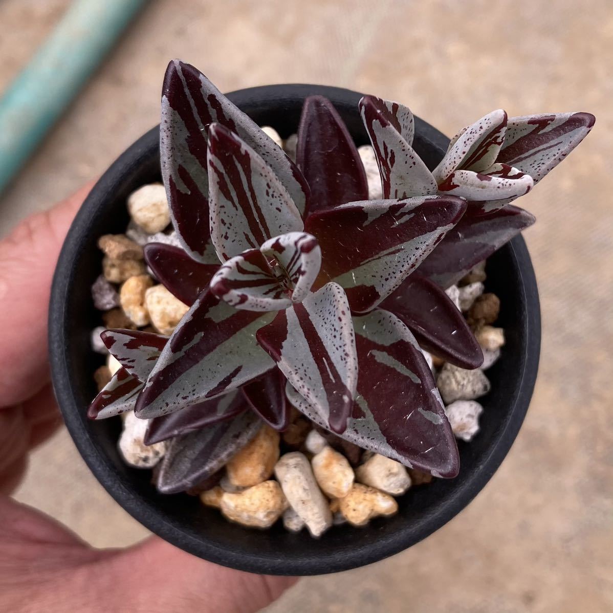σレノフィルム グッタツム錦(赤斑) 2.5号 Lenophyllum guttatum red-variegata 多肉植物 サボテン エケベリア σレノフィルム グッタツム錦(赤斑) 2.5号 Lenophyllum guttatum red