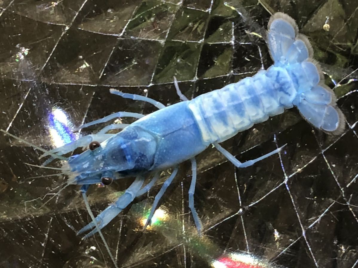 新品 アメリカザリガニの色素変異 紺碧 Bkクリア写真の個体 4センチくらいメス 青で固定されたクリアザリガニ A66 の落札情報詳細 ヤフオク落札価格情報 オークフリー スマートフォン版