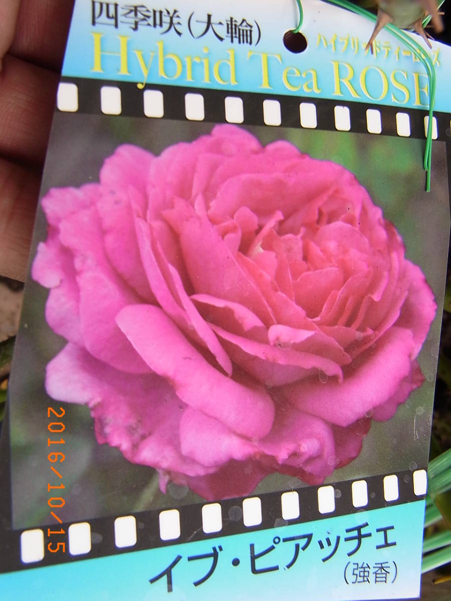 香りのバラ イブピアッチェ フリフリ シャクヤク咲きの大変豪華 強香 挿し木苗 の落札情報詳細 ヤフオク落札価格情報 オークフリー スマートフォン版