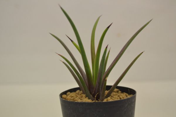 アガベ ストリクタ ルブラ AGAVE stricta - v rubraの落札情報詳細