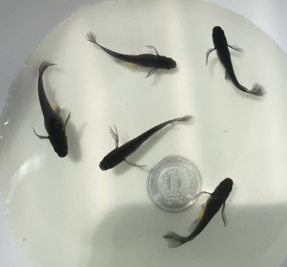 新品 あやのめだか 現物出品 オロチ ブラックダイヤ 鰭長 スワロー 風雅 めだか メダカ 2ペア 雌1 の落札情報詳細 ヤフオク落札価格情報 オークフリー スマートフォン版