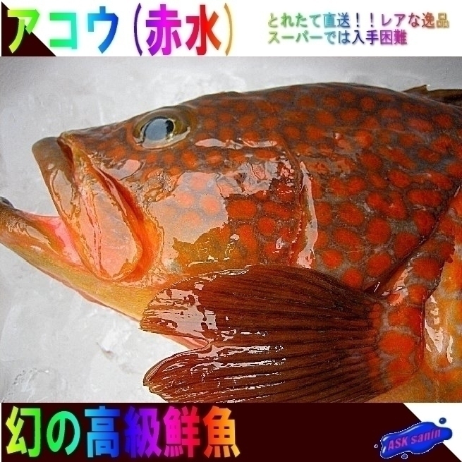 新品 幻の超高級魚 アコウ 赤水 1kg位 代引発送 キロ売り とれたて山陰境港産 の落札情報詳細 ヤフオク落札価格情報 オークフリー スマートフォン版
