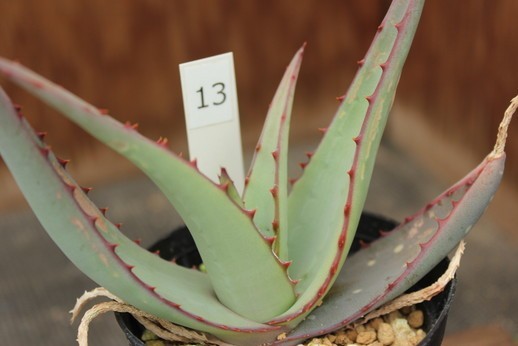 新品】13 アロエ エレガンス（Aloe elegans） ☆実生の落札情報詳細
