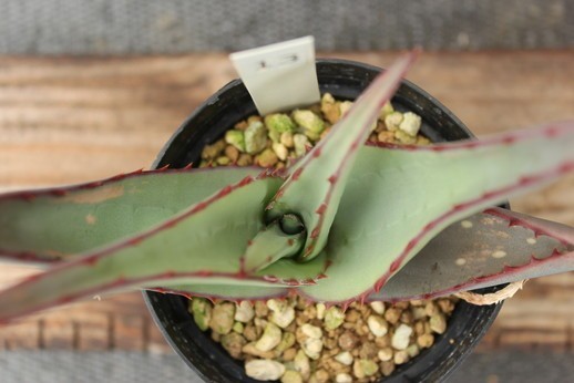 新品】13 アロエ エレガンス（Aloe elegans） ☆実生の落札情報詳細