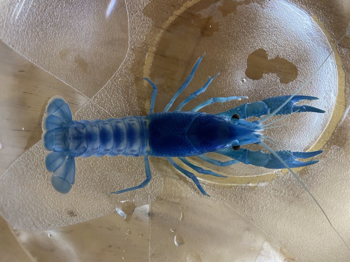 新品 ざりがに道場 あの有名な パルテノングループ作ザリガニのブルーザリガニです よりすぐりのちょっと大きめ極美1ペアセット の落札情報詳細 ヤフオク落札価格情報 オークフリー スマートフォン版