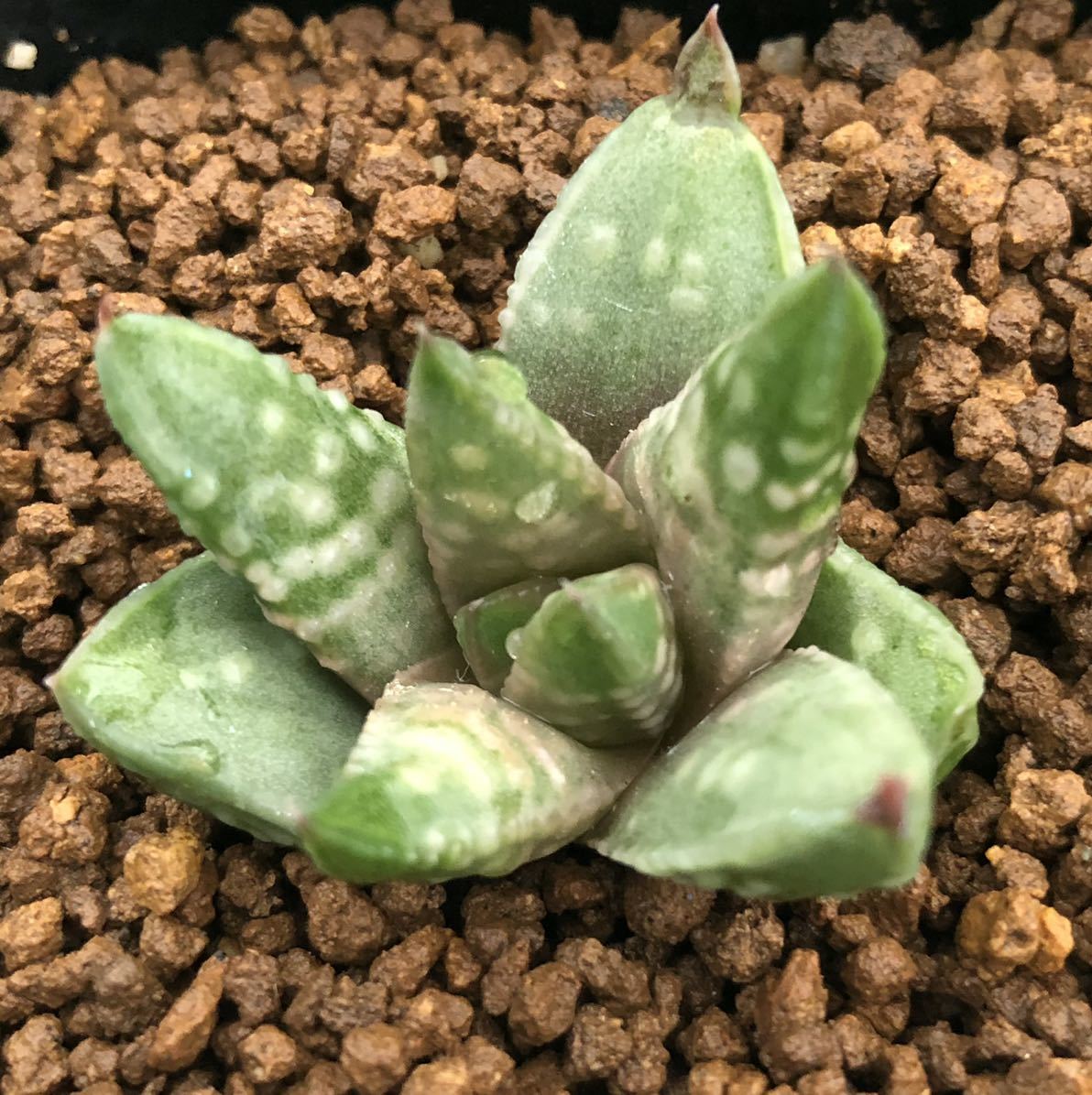 多肉植物 ハオルチア 大銀河 葉挿し の落札情報詳細 ヤフオク落札価格情報 オークフリー スマートフォン版