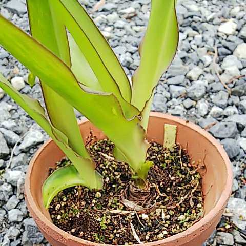 鉢花 庭植え パイナップルリリー 2球根 の落札情報詳細 ヤフオク落札価格情報 オークフリー スマートフォン版