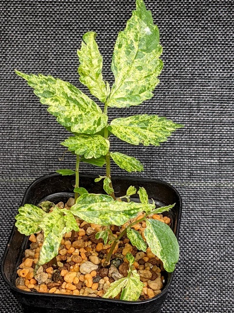 新品 斑入り 山野草 山菜 ミズ ウワバミソウ 蟒蛇草 の落札情報詳細 ヤフオク落札価格情報 オークフリー スマートフォン版