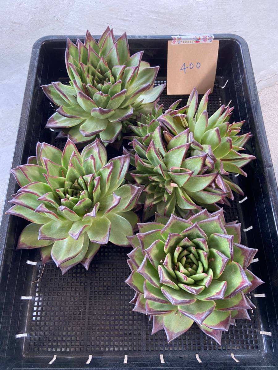 新品 韓国多肉植物 韓国苗 エケベリア Echeveria 3 400エボニー4個 岡山在庫 5 17岡山発送 の落札情報詳細 ヤフオク落札価格情報 オークフリー スマートフォン版