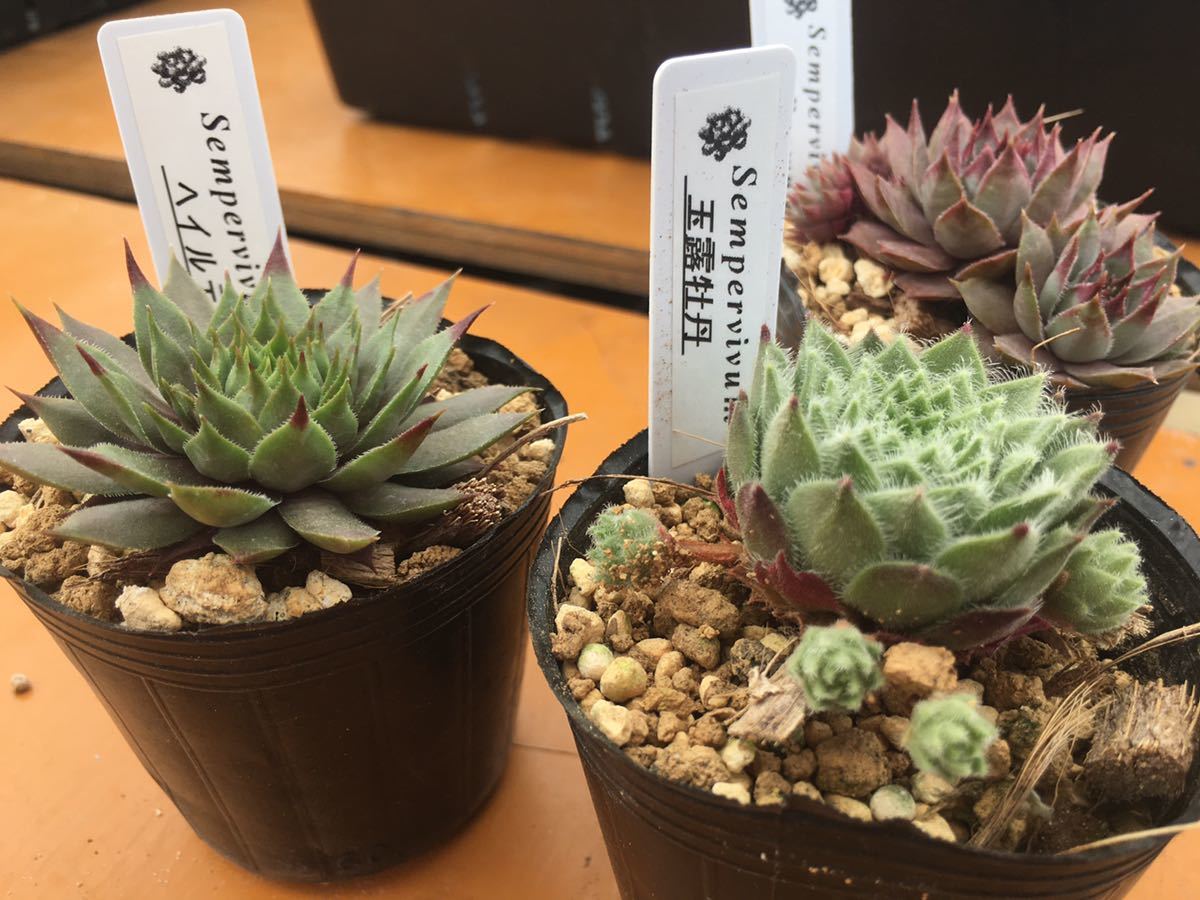 多肉植物 バラエティ センペルビウム ヘイルテイクム ブラウニー 玉露