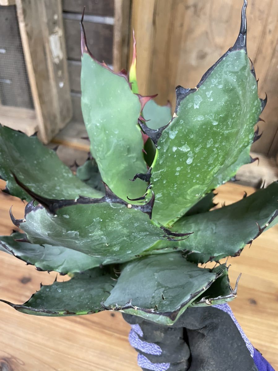 新品】大株 Agave titanota × blue glow アガベ チタノタ × ブルー