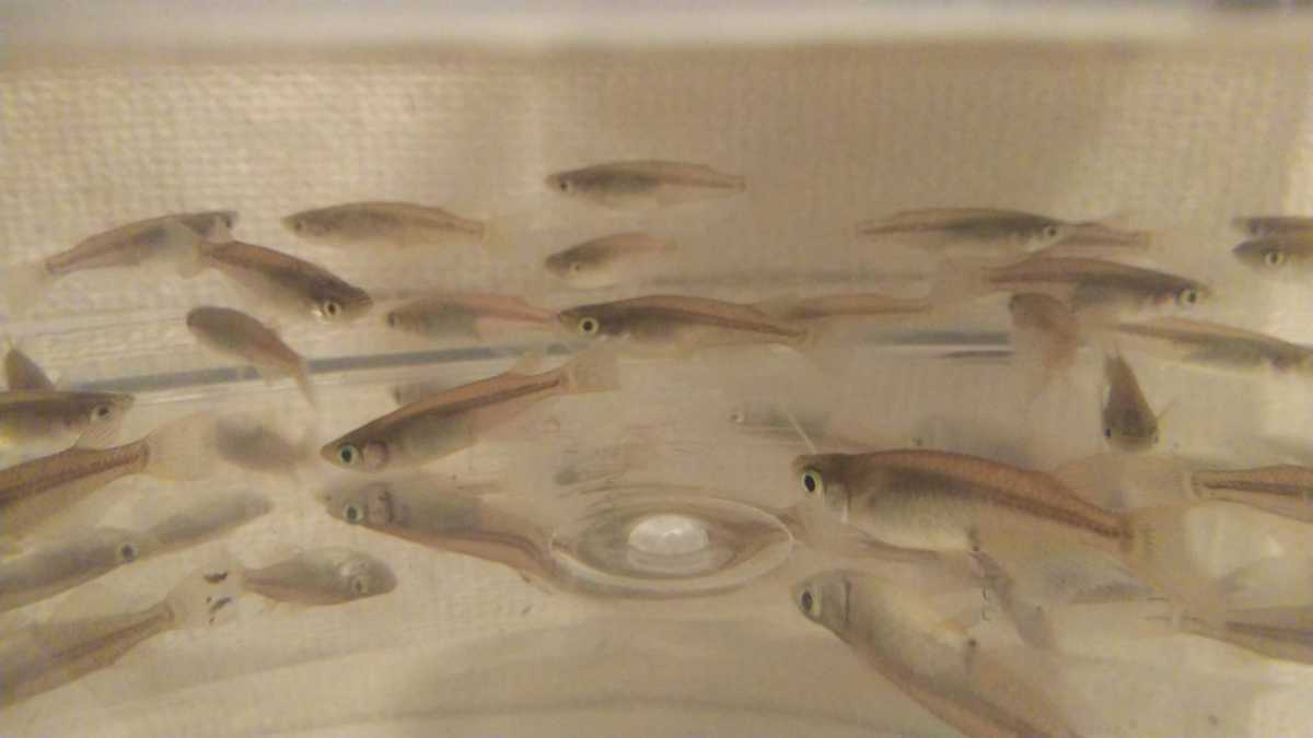 新品 山形県産 キタノメダカ 天然 野生 8匹 Aセット 初めてのアクアリウムに の落札情報詳細 ヤフオク落札価格情報 オークフリー スマートフォン版