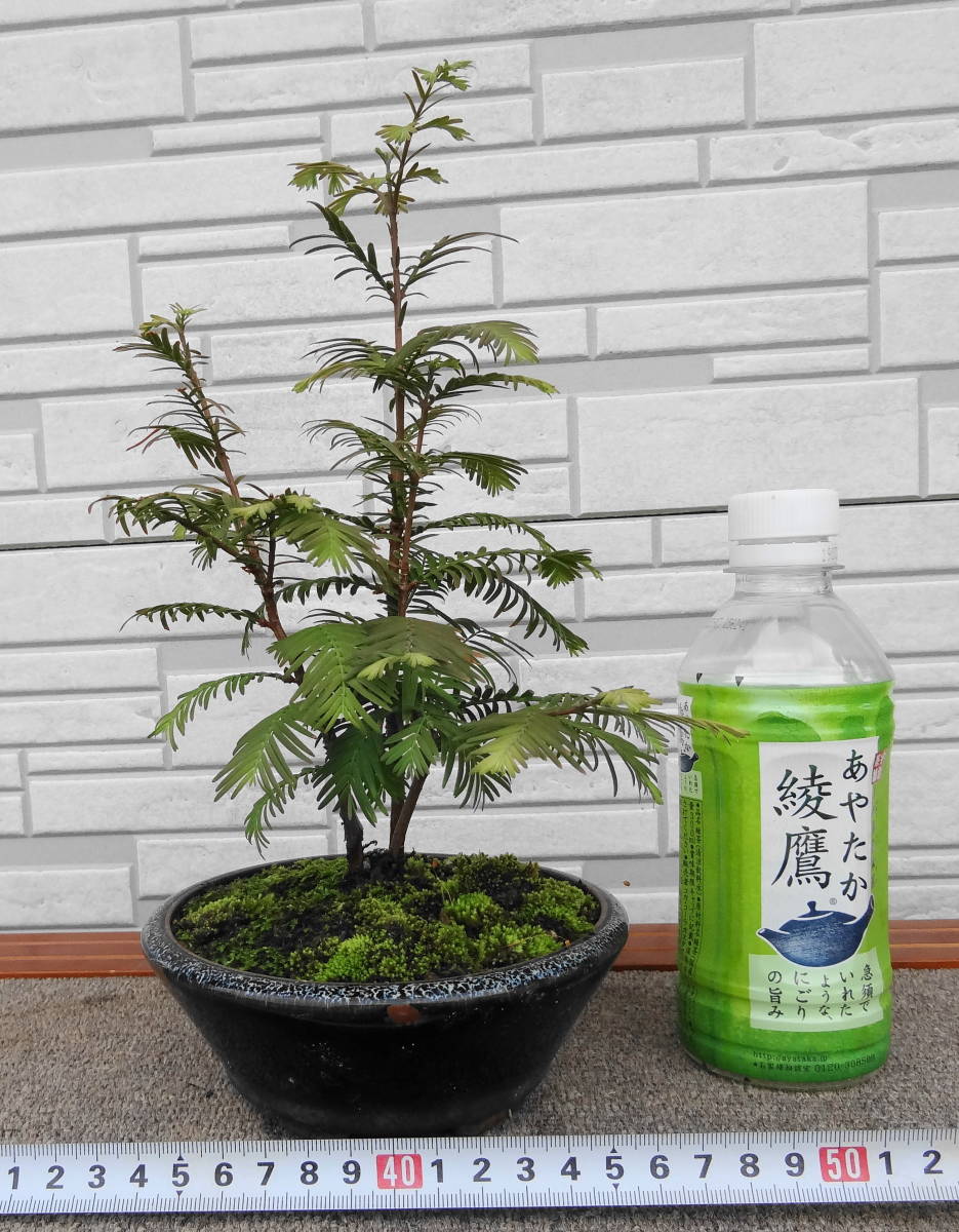 盆栽素材 メタセコイア 3本寄せ植え の落札情報詳細 ヤフオク落札価格情報 オークフリー スマートフォン版 盆栽素材 メタセコイア 3本寄せ植え の落札情報詳細 ヤフオク落札価格情報 オークフリー スマートフォン版